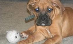 We have our next litter of purebred AKC boxers coming on June 17th. They will be fawn in color white markings and are German and American bred.
I do 1st shots and 2 wormings and they come with a full health guarantee, health records, full AKC puppy