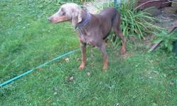 Tora is a stunning red and tan Doberman Pincher. She is a large boned girl bred from European lines out of Croatia with a sire who holds multiple world champion titles. She is 1 1/2 years old and is an outstanding companion and guardian. She is an