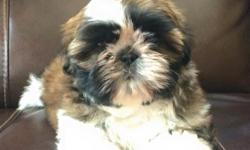 AKC Champion Sired Shih Tzu male puppy available. Born 1/1/15 and will be ready to leave at 12 weeks (March 27) He will be red/brown and white. This boy is a teddy bear!
Puppies are raised right in our living room and are handled every single day. They