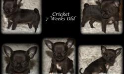 Cricket is a gorgeous little girl. Beautiful head, short muzzle, short compact little body and big eyes (but not buggy eyes). Sweet and friendly. Cricket is CH grand-sired and CH grand-dame on mom's side and CH dame on sire's side. Parents are sweet and