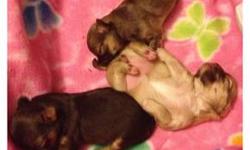 We have 1 female and 1 male available. Born 4/16/13. "Miley" is a chocolate & tan long coat female. "Max" is a long coat chocolate & tan male.
Our puppies are raised in our living room and are well socialized with kids, cats and dogs. They are handled