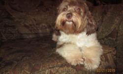 AKC Havanese chocolate/white "Lexie" (16 months old)....I have decided to find a loving home for this wonderful girl! She is house trained, crate trained and is loved very much! I was holding her back for future breeding prospect but being I have her