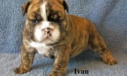 AKC Reg. English Bulldog pups. DOB is 03/05/2012. Accepting deposits now to hold your pup until May 10th. Excellent bloodlines and both parents are here to meet you. The price of $1450-1600 is pet price only.
AKC reg is available --but will cost extra.