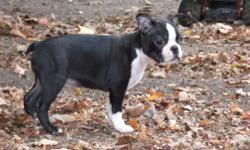 This is Piper. She is a 6 month old (pic of when she was a little younger) She is a black/white Boston and has perfect markings and a cork tail. She has been raised in our home with our kids and other animals. She will come with her full registration AKC
