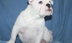 Female English Bulldog puppy looking for loving home. This wrinkly little girl is a rare solid white puppy. She has been health checked by a veterinarian, given 1st, 2nd, and 3rd vaccinations, and also received her rabies vaccination. She is AKC