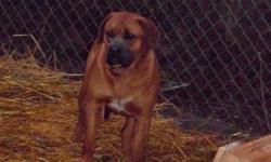 Born June 3rd 2012, Eden is an apricot, AKC reg English Mastiff, UTD on shots and MUST GO TO A GOOD HOME. She is ok w/ other pets but needs a lot of love and someone with a lot of patience. Asking $750 w/out papers and $1000 w/ full reg. Call 585-527-8408