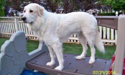Due to my recent illness, we are needing to down size - we currently have 8 large dogs living in our home. Moe is an AKC female Great Pyrenees 2 1/2 years old, very healthy, up to date on all shots including Lime, not spayed, 95 pounds, house pet only.