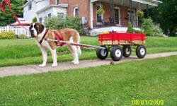 Willie is a female AKC Saint Bernard, 4 years old this month, spayed, up to date on shots, in excellent health. She is trained to pull a wagon/cart as well as basic comands and house trained. Willie is retired from breeding and looking for a pet home were