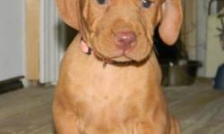4 Female VIZSLA PUPPIES LEFT,These super sweet girls are looking for their forever homes! DOB 11/18/12 Ready to go 1/12/13. Pups are AKC Registration, Tails Docked and DewClaws Removed, Vet Checked, Health Certificate, First Shots, and Worming. Puppies