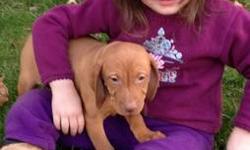 FEMALE VIZSLA PUPPY, This Beautiful Little girl is such a love bug, and is the last female of her litter, she is waiting for the special someone to call her own! DOB 9/25/12 Ready to go. Pups are AKC Registration, Tails Docked and DewClaws Removed, Vet