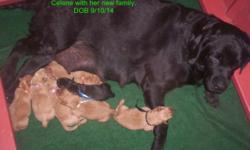 Fox red lab pups with excellent bloodlines from parents with great temperaments.
Celene the mom is black and 100% Eng. Grand sire is CH Beechcrofts Study's Top Secret who holds show titles in US, Brittan and Canada. Her mom is fox red with some of the top