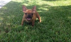 10 weeks old vaccines up to date, vaccines records Frenchies are playful and affectionate. They are loyal, loving, and wonderful companion dogs, im located in Miami I ship to every where in USA, visit my Instagram or Facebook Bulldogs4ever2014
This ad was
