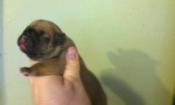 AKC French Bulldog pups they will be ready for Christmas
www.topnotchbulldog.com
Price 2500.00 Firm