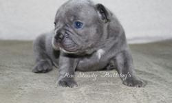 Beautiful quality breed Frenchy pup's.
Male's and Female's available
Blue Male's, Blue Carrier Female's (brindle & sable)
Well socialized, have the best disposition's and the sweetest little loving personalities!!
Pet home's preferred, but willing to