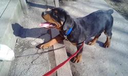 I have 1 large AKC female rottweiler puppy left. Born on Jan 20th 2014 she has her tail docked, dew claws removed, vet checked,shots, wormed & come with her AKC reg.papers.$800. full reg or $600. limited reg or $500 as a pet only with NO AKC papers.
Call