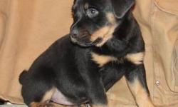 READY NOW FOR X-MAS, thIs pup is akc registered. both parents are akc. german rottweilers. both parents are on premises. pup is 9 weeks old.( 7WKS IN PICTURE) i have 1 female available. has tail cropped, dewclaws removed,1st set of shots, wormed & vet