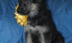 AKC German Shepherd Puppy 9wks old. This little girl is the last of the litter and looking for a great home. She is out going and playfull and loves to cuddle! Her mother is all german lines. She is utd on shots and deworming, micro chipped, and vet