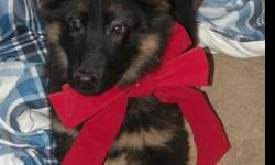 AKC German Shepherd Puppies utd on shots deworming and vet checked. One plush/med. coat, one short coat. These puppies are going to be outstanding. Please call 607-372-9912