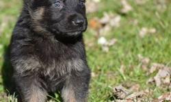 East German working line (DDR) Due June 7th I have first and second pick of the males open. Pups will have first Shots, vet check and dewormed several times I am expecting solid black and black & tans I require a $200 deposit to hold your spot for a pup.