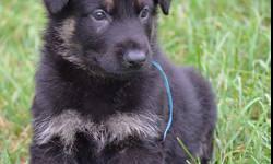 AKC German Shepherd puppies East German working lines (DDR) 1 male and 1 female left available. male black & tan. 1 female solid black . These are very dark puppies. I require a $200 deposit to hold the pup of your choice. They will be vet checked,