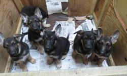 6 Male German Shepherd Pups Available.
Registered under AKC-Papers Available.
Mother & Father on Premises
Father Champion Blood Line.
Pups are 8 Weeks Old.
Wormed 3 Times, Given First Shot. Had First Vet Visit.