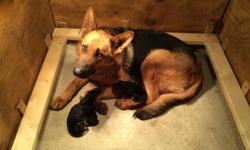 AKC GERMAN SHEPHERD PUPS show, sport, or companion Focusing on only rich black and red. Parents are fully trained in protection obedience tracking These pups will have great temperaments and be easily to train Male $1000. female $ 1200. shots & dewormed.(