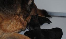 AKC German Shepherd pups...two deep red and black sable male pups available.
Pups have 100% lifetkme hip,health and temperment guarantee. Shots/dewormed. Raised in the home, very socialized.
These are some of my very best pups, ever. Show quality.
You may