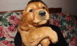 Beautiful AKC Golden Retreiver Puppies for sale, $500! Vet checked, shots and wormed... parents on premises - please CALL for more info. (we are not really online - LOL) 585-591-0280
