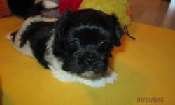 Will be ready for Valentine's Day!!
We are offering 2- AKC female Havanese puppies. They are now 5 weeks old trained to use pee pads! Very smart and playful. Dew claws removed and will be vet checked, shots will be UTD and sell with a guarantee. They