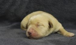 www.softmaplekennels.com. We have 1 black male and 1 yellow female available in 8 weeks. All pups will have Akc limited registration papers, first shots, worming and vet checked. Dad is Ofa certified excellent on hips, normal on elbows, clear of Eic, cnm