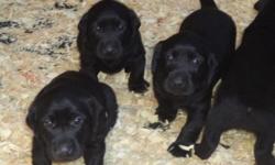 NAFC FC AFC TEXAS TROUBADOR "TUBB" X GYPSY OAK'S WILD FLOWER 'LILLY'
THESE PUPS WILL MAKE GREAT FT/HT DOGS, HUNTING DOGS OR GREAT HOUSE DOGS.
All black litter born August 1st- 3 females and 3 males- Ready to go to new homes on or after September 19th