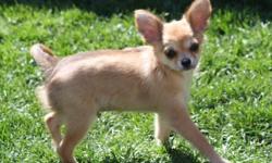 Cowboy is a handsome little guy looking for his forever home,he is wormed,up to date on his shots and is paper trained.He comes with limited AKC papers,pedigree,shot record and Pro Plan Puppy Kit. Cowboy is being offered as a pet for $375
Ph (585)
