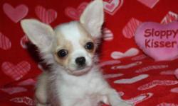Sam is a cream and white long coat male chihuahua with a great personality!He is up to date on shots and is paper trained. He will be around 5 lbs when grown. Sam is being offered as a pet for $500
PH (585) 637-8357
Website: bjschihuahuas.com