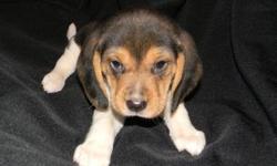 BEAGLE PUPPIES, 1 male left , Going Quick! DOB 9/30/12, Ready to go 11/25/12 Taking Deposits now. They are AKC Registration, DewClaws Removed, Will have Vet Check, Health Certificate, First Shots and Worming. Also included is puppy kit, with Starter Food.
