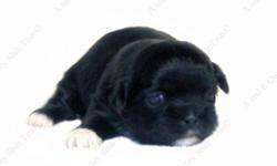 This Black w/White puppy is one of a litter of 5 babies, born 7-14-14. All our puppies are sweet, home raised, well socialized babies. Puppy available goes to forever home on 8-29-14, UTD on shots and deworming, with Veterinarian Health Certificate and