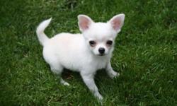 This cute little guy is full of energy and ready for fun.He is up to date on shots and wormed.DOB 2-8-16.He is being offered as a pet for $400
PH (585) 637-8357
Website: www.bjschihuahuas.com