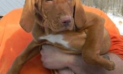 MALE VIZSLA PUPPIES, PRICE REDUCED! These super sweet pups need to get to there forever homes!
DOB 11/18/12, 12 Weeks old Now. Pups are AKC Registration, Tails Docked and DewClaws Removed, Vet Checked, Health Certificate, First/Second and Third Shots, and