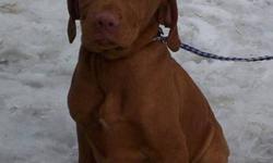 MALE VIZSLA PUPPIES, PRICE REDUCED! 3 Left, These super sweet pups need to find their forever homes!
14 Weeks old Now. Pups are AKC Registration, Tails Docked and DewClaws Removed, Vet Checked, Health Certificate, First/Second and Third Shots, and
