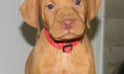 VIZSLA PUPPIES 4 MALES LEFT,This super sweet pups are looking for their forever family! DOB 11/18/12 Ready to go 1/12/13. Pups are AKC Registration, Tails Docked and DewClaws Removed, Vet Checked, Health Certificate, First Shots, and Worming. Puppies are