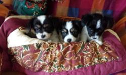 3 adoreable papillon male pups. Raised in home-grandkid socialized, precious, gorgeous friendly playful, healthy vet checked. Wormed and first shot. For sale to loving pet home- neutering required, NO PUPPY MILLS PLEASE! Tri-color -See website for