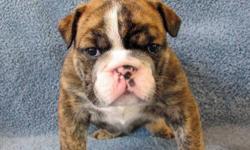 Hello --I'm IVAN --I am a purbred English Bulldog pup looking for my forever home. I am very healthy, I am an unusual color, I am macho-- but lovable. I will be an outstanding bulldog when full grown. My parents are AKC reg bulldogs that come from show