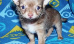 Available for Deposit Now - 1 girl and 2 boys (different litters)
Girl is $1000 Pet or $1200 FULL AKC to SELECT home only
Boys are $700 Pet only
(Boys are the first 2 pics , the girl is chocolate and tan
Born and raised in our dining room - child, cat and