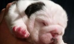 AKC registered English Bulldog puppies. Champion bloodlines on both sides. Mom is also ABKC registered, so pups can be dual registered. All puppies come with Up to date shots, dewormed,vet health certificate, microchip, birth certificate w/ paw prints,