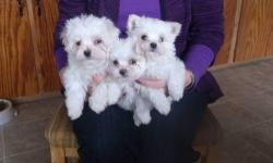 3 male Maltese puppies, They have their 1st shots and are dewormed. Their DOB is Aprial 5, 2013. They are in training using the paper and doing pretty good.