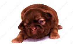 This Red Liver puppy is one of a litter of 5 babies, born 9-15-12 . It is offered with Limited AKC. All our puppies are sweet, home raised, well socialized babies. Full AKC available to the right circumstances. Check all of the terms and conditions on our