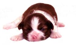 This Red and White Liver puppy is one of a litter of 5 babies, born 9-15-12 . It is offered with Limited AKC. All our puppies are sweet, home raised, well socialized babies. Full AKC available to the right circumstances. Check all of the terms and