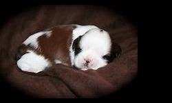 Meet "Ozzie", born February 17th. He is now 3 weeks old. He is an absolutely perfect little boy, with the typical markings of a shih tzu. He is red and white with black tipping. They don't come much better looking than this guy. He will look exactly like