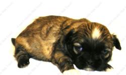 Puppy available to go to forever home on 2-19-14, UTD on shots and deworming, with Veterinarian Health Certificate and Replacement Guarantee .This Golden w/Black Mask puppy is one of a litter, born 12-25-14. All our puppies are sweet, home raised, well