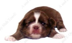 This Red w/White Liver puppy is one of a litter of 4 babies, born 5-8-13. All our puppies are sweet, home raised, well socialized babies. Puppy available goes to forever home on 7-3-13, UTD on shots and deworming, with Veterinarian Health Certificate and