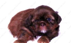 This Red Liver puppy is one of a litter of 4 babies, born 9-30-12 . It is offered with Limited AKC. All our puppies are sweet, home raised, well socialized babies. all of the terms and conditions on our Website www.AEQST.com . Full AKC available to the